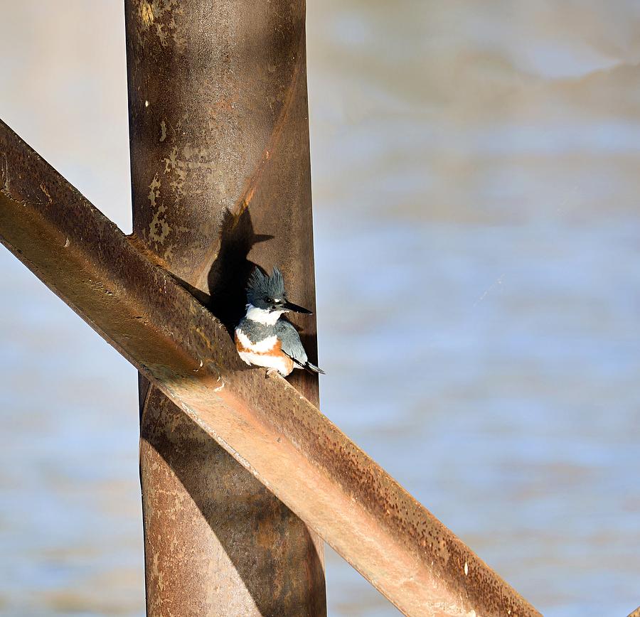 Belted Kingfisher Photograph by Photobuphs Nature Photography Belted Kingfisher Photograph by Photobuphs Nature Photography