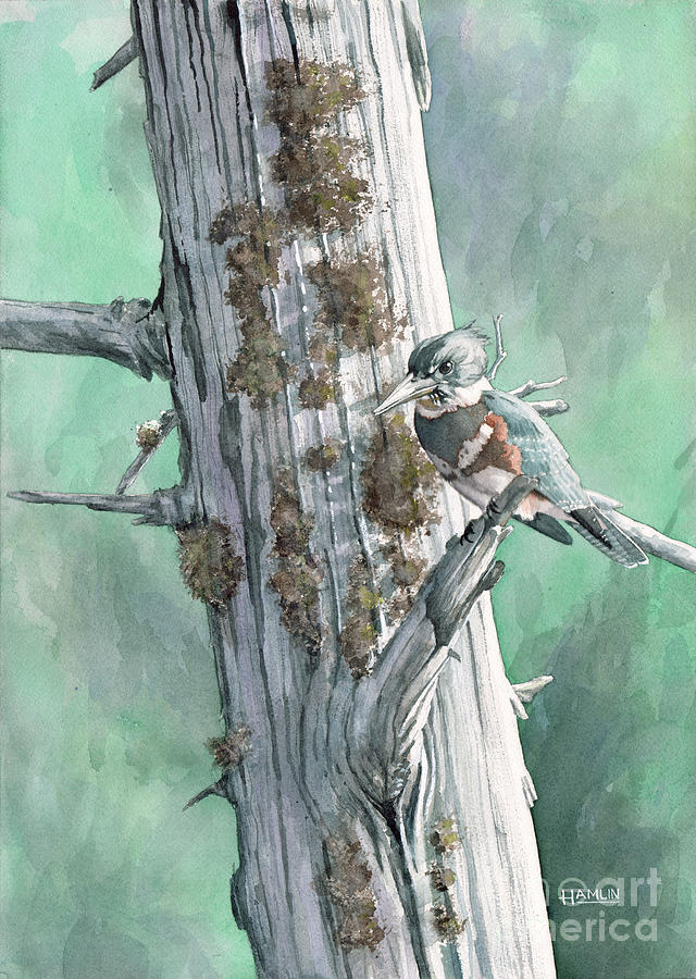 Belted Kingfisher Painting by Steve Hamlin