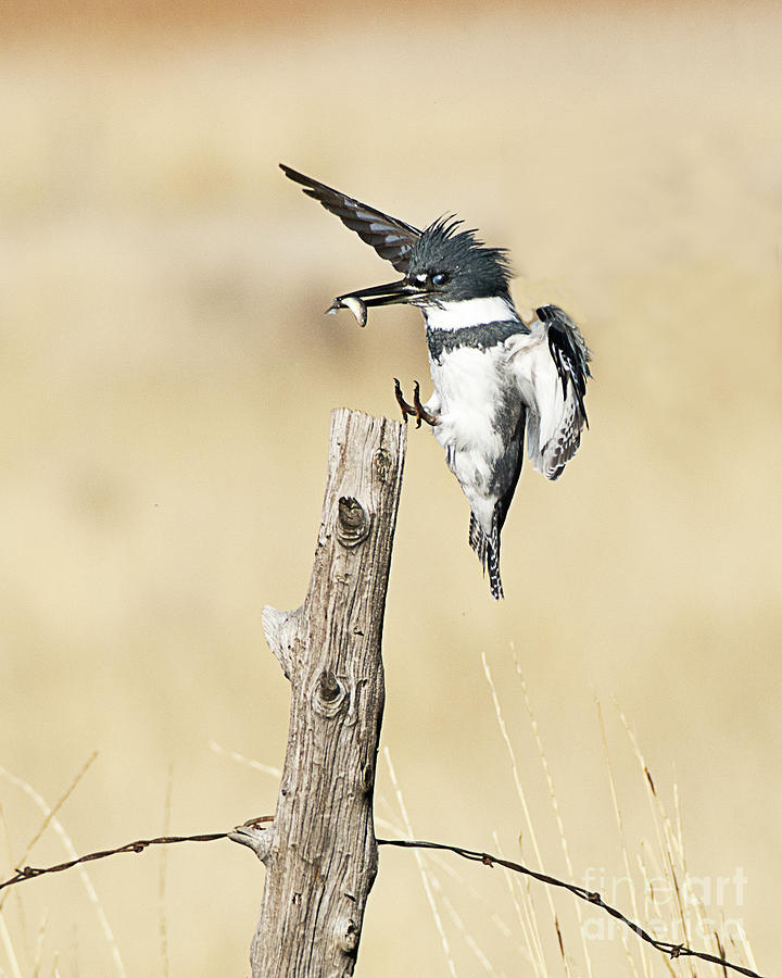 Belted Kingfisher Taking a Perch with Fish Photograph by Dennis Hammer