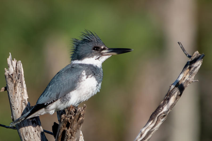 Belted Kingfisher with Crest Up Photograph by Bradford Martin