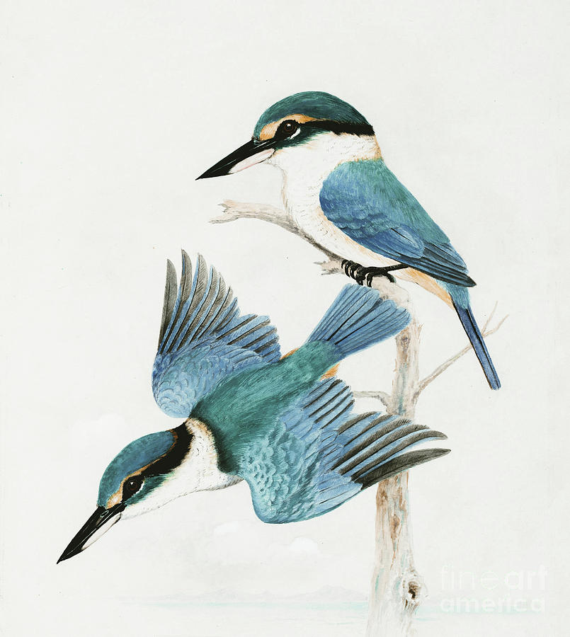 Belted Kingfishers Duo Mixed Media by Sandi OReilly