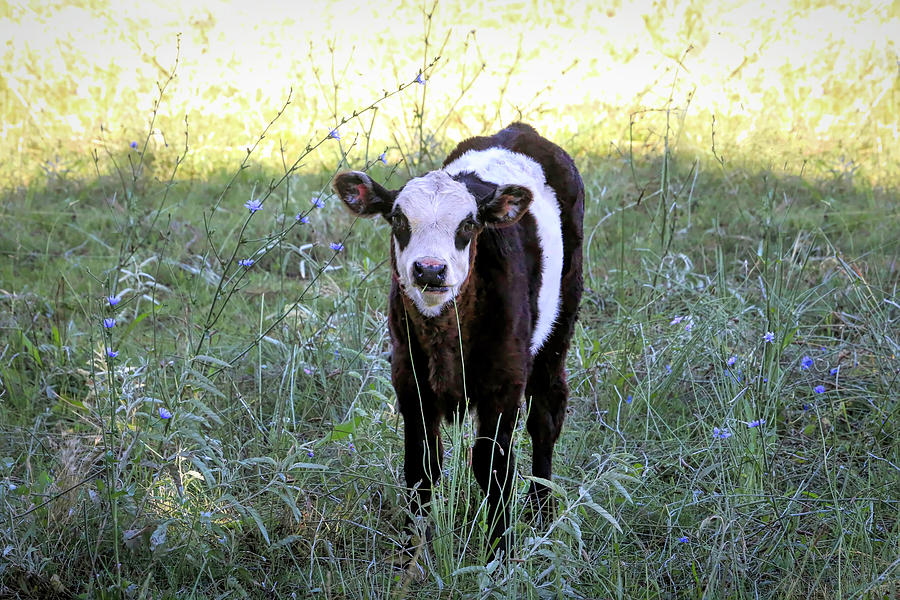 Beltie Baby Photograph by Donna Kennedy