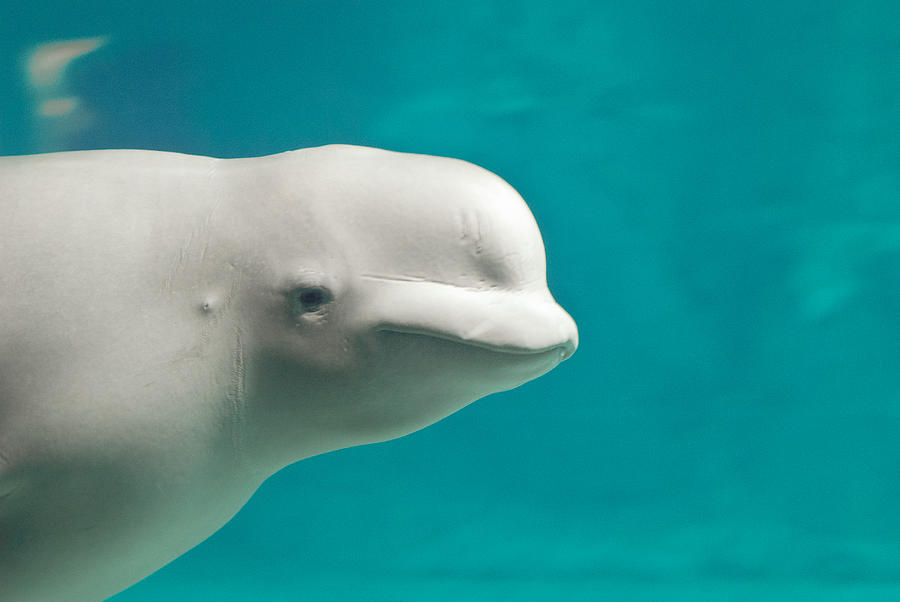 Beluga whale Photograph by Mar Merelo