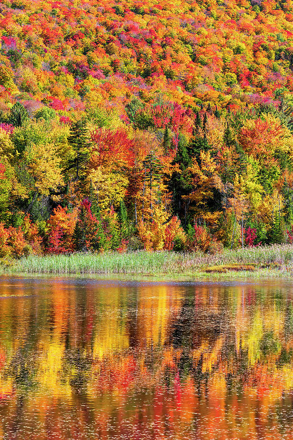 Belvidere Pond Fall Color Photograph by Alan L Graham