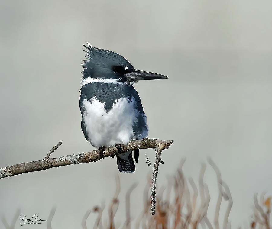Kingfisher Photograph - Belted Kingfisher 180, Indiana by Steve Gass