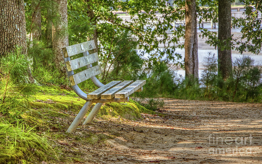 Bench Along The Woodland Path Photograph
