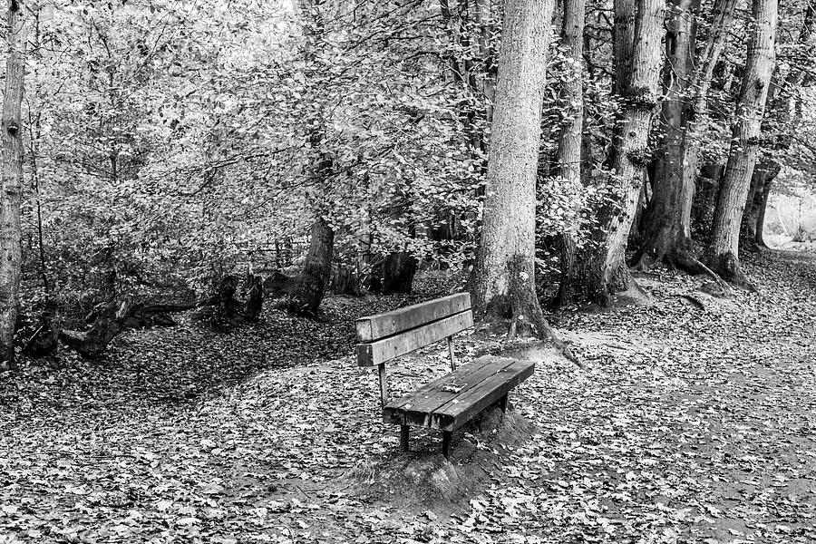 Bench among the leaves Photograph by Shirley Mitchell