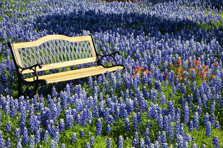 Bench and Lupine Photograph by Eggers Photography