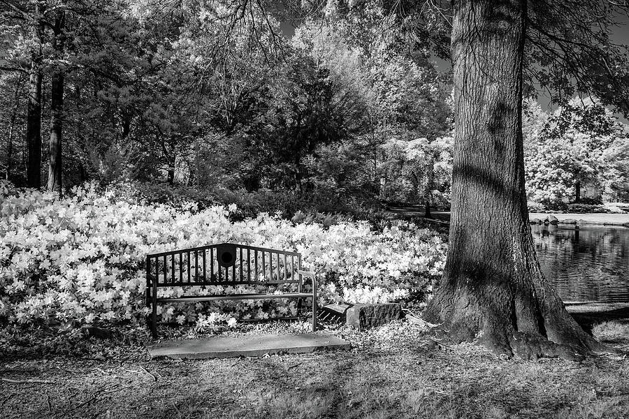 Bench and Tree Black and White Photograph by James Barber