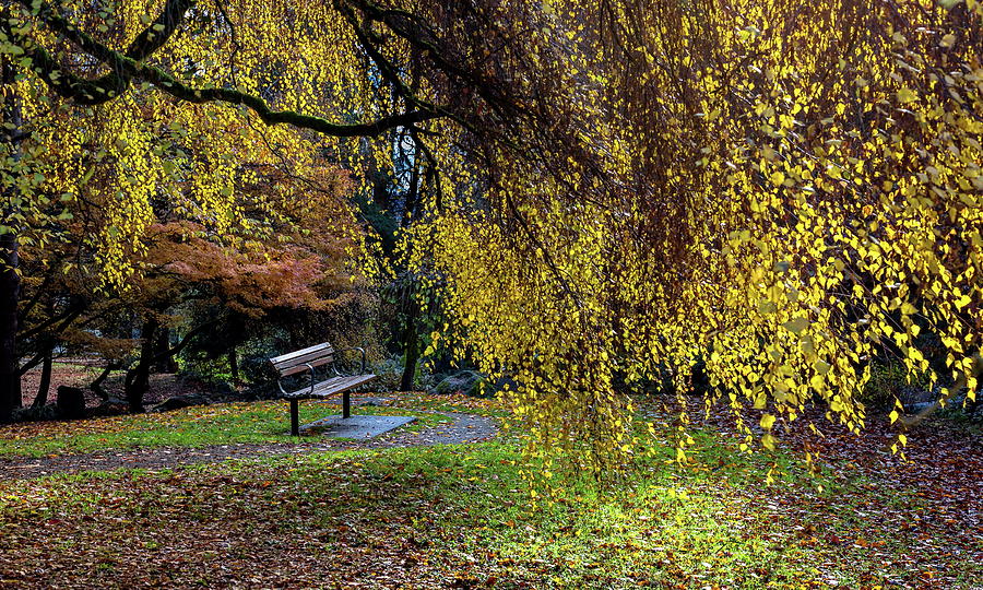 Bench and yellow tree in the autumn park  Photograph by Alex Lyubar