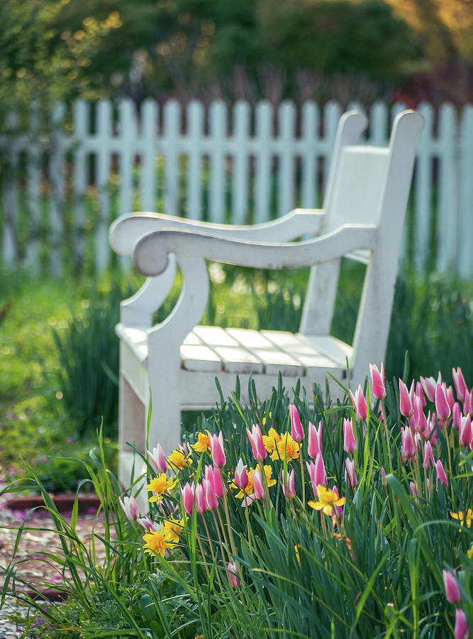 Bench in a Garden with Tulips and Daffodils Photograph by Rachel Morrison
