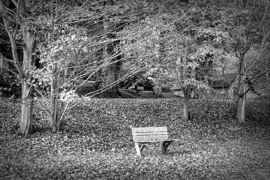 Bench in the Fallen Leaves Creeper Trail in Autumn Fall Black an Photograph by Debra and Dave Vanderlaan