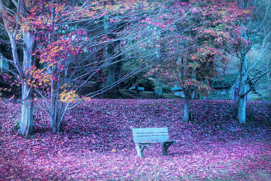 Bench in the Fallen Leaves Creeper Trail in Autumn Fall Evening  Photograph by Debra and Dave Vanderlaan