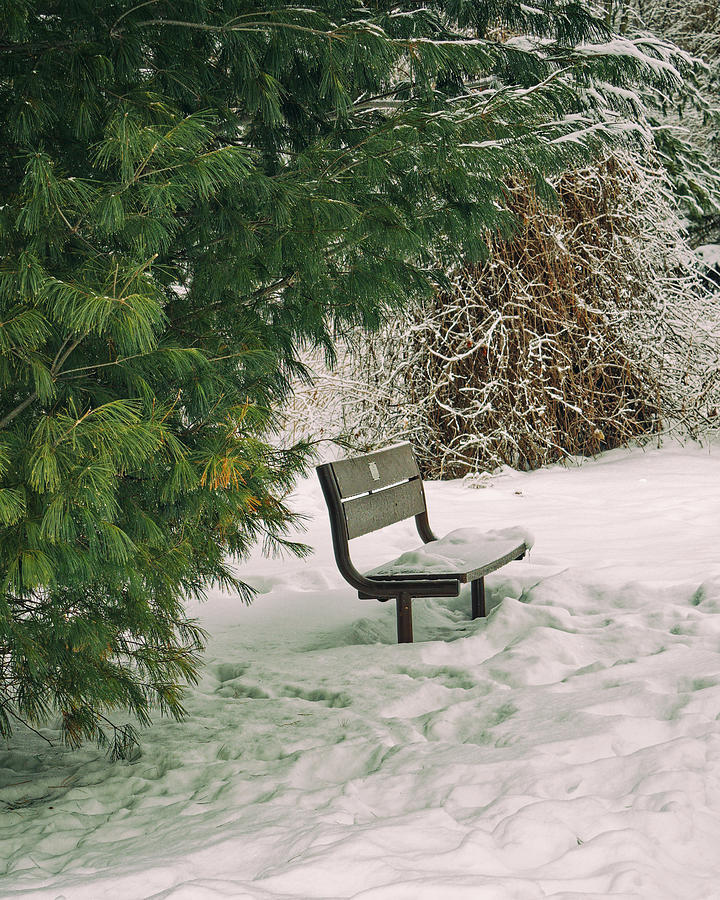 Bench in the Snow Photograph by Frederick Belin - Fine Art America