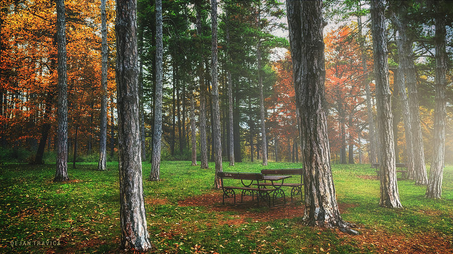 Bench in the woods Photograph by Dejan Travica Bench in the woods Photograph by Dejan Travica