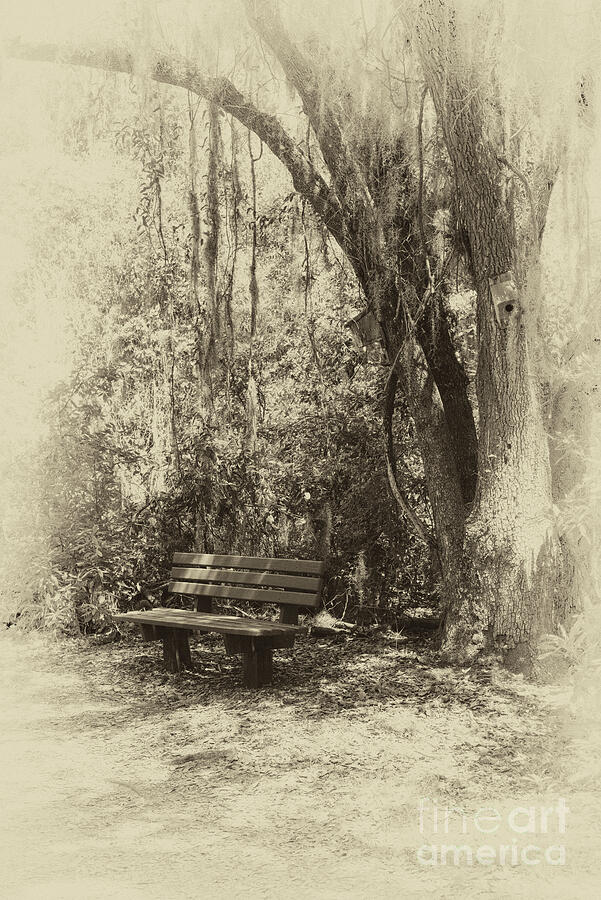 Bench In The Woods Photograph by Felix Lai