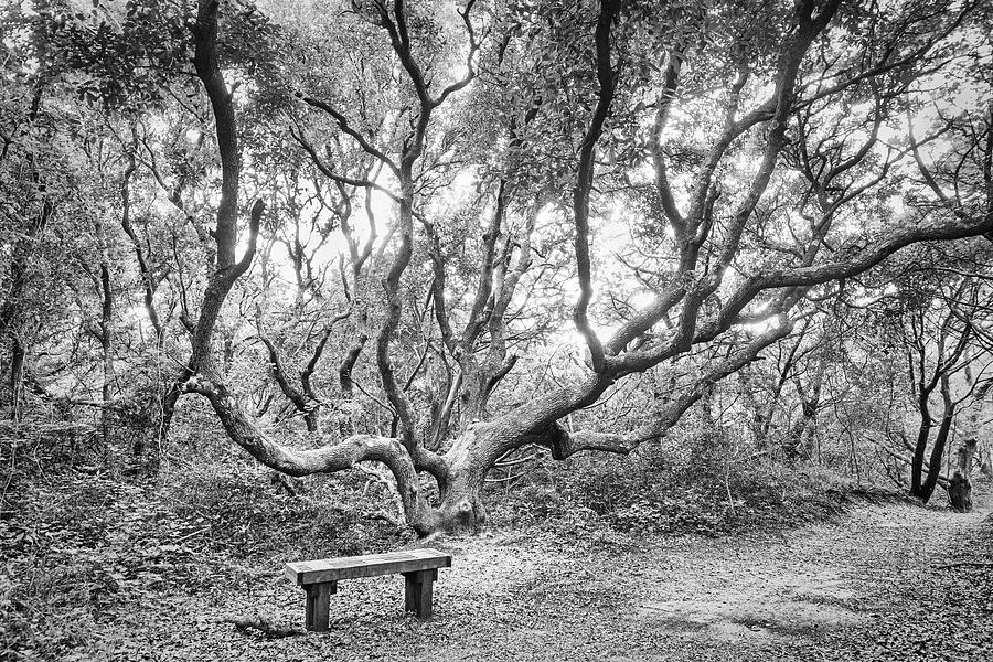 Bench Under a Live Oak Tree - Fort Macon State Park Photograph by Bob Decker