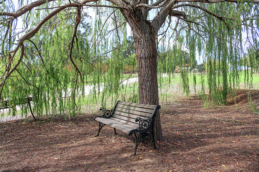 Bench Under a Willow Tree Photograph by Art Block Collections