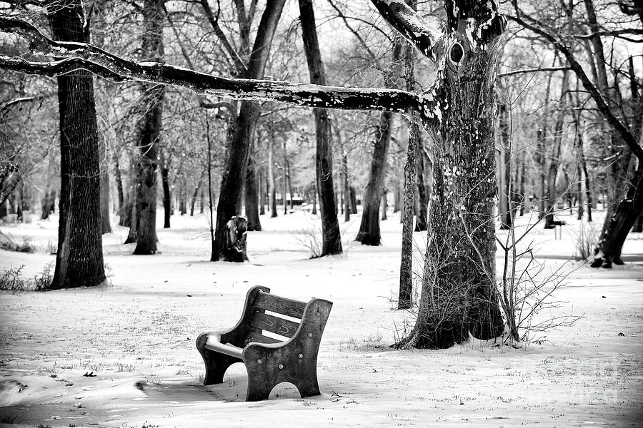 Bench Under the Tree at Johnson Park Photograph by John Rizzuto