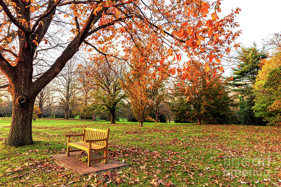 Bench Under the Tree at Rutgers Gardens New Jersey Photograph by John Rizzuto