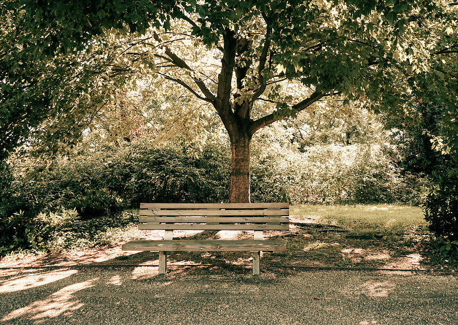 Bench Under Tree Canopy Photograph by Amy Sorvillo