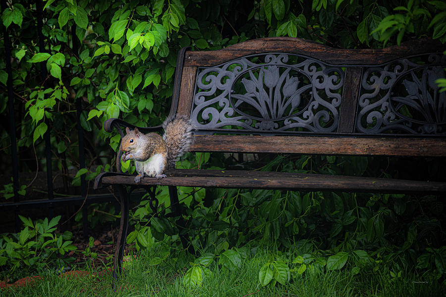 Benched Photograph by Diane Lindon Coy