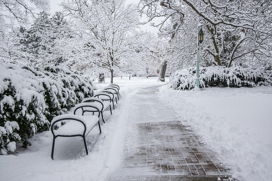 Benches in Winter MSU  Photograph by John McGraw
