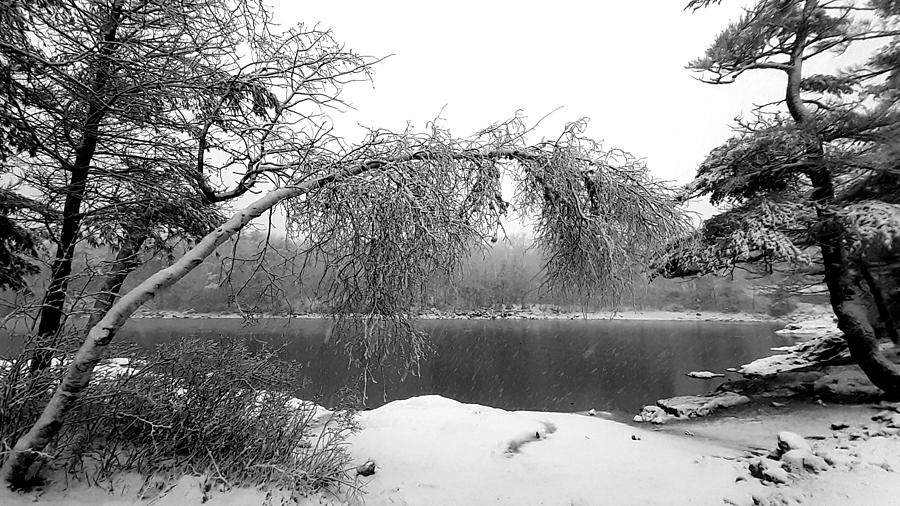 Bending Birch Photograph by Andrea Lowery - Fine Art America