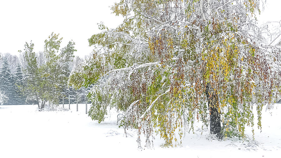 Bending Birch Heavy With Snow Photograph by Mary Tastad Bending Birch Heavy With Snow Photograph by Mary Tastad