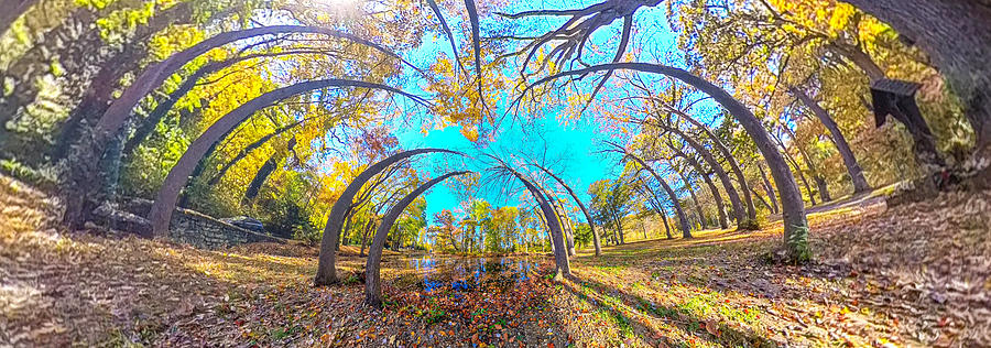 Bending trees Photograph by Roni Chastain