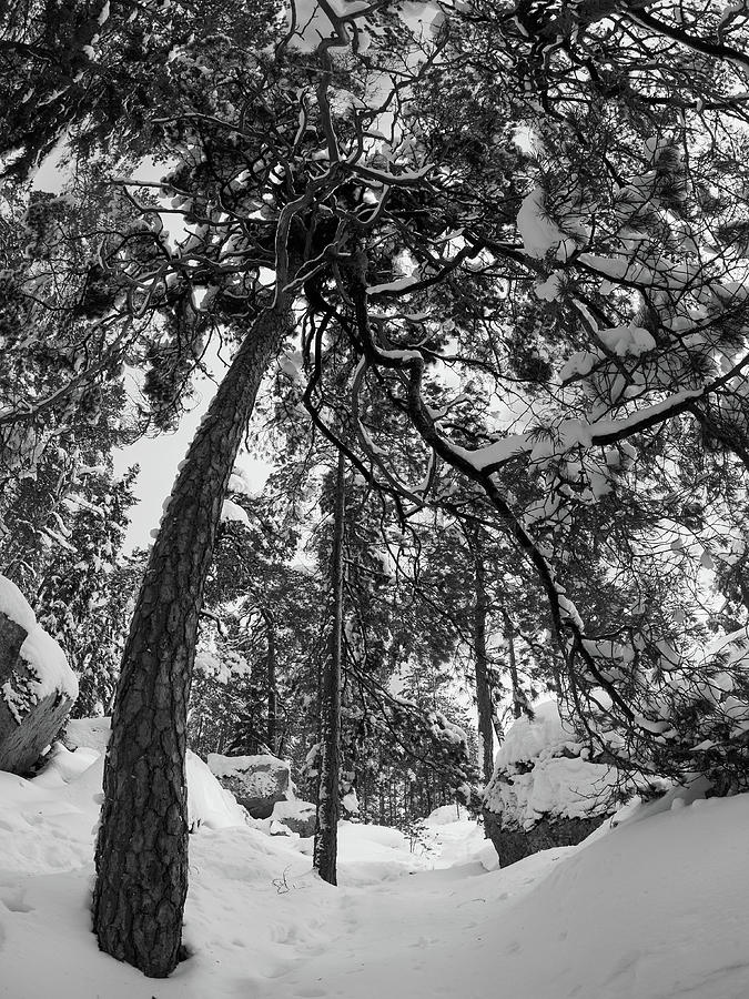 Bending with snow bw Photograph by Jouko Lehto