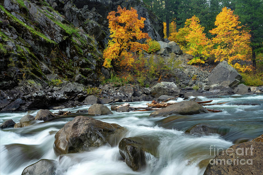 Fall Photograph - Beneath Golden Maples by Michael Dawson