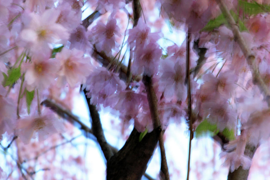 Beneath Cherry Blossoms Photograph
