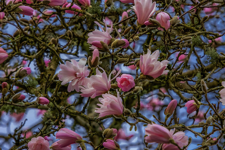 Beneath the Magnolia Tree Photograph by Emerita Wheeling