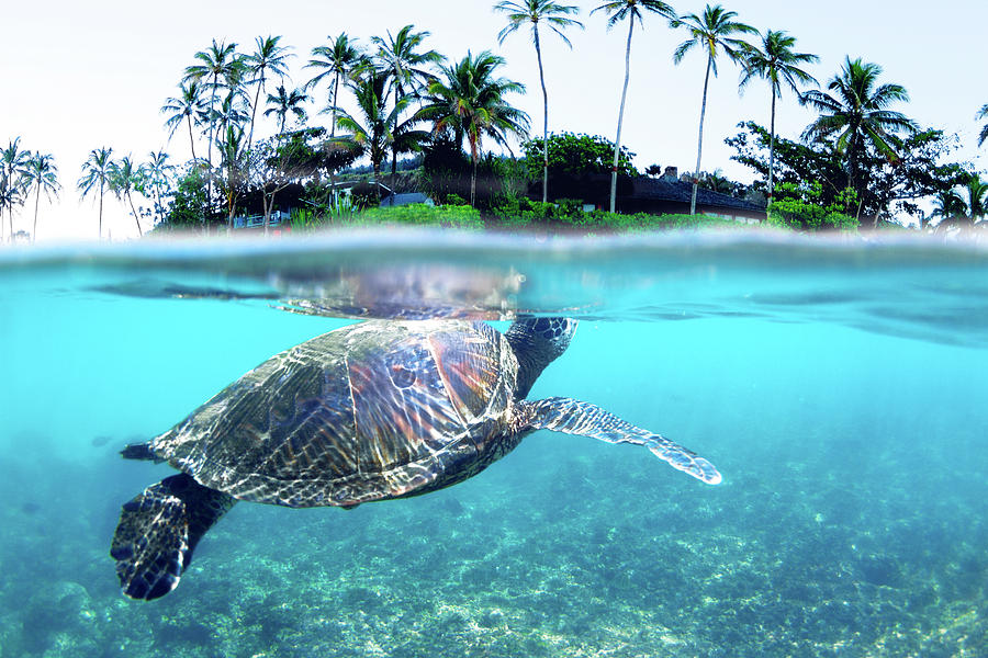 Turtle Photograph - Beneath The Palms by Sean Davey