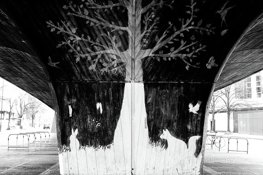 Beneath The Tree, Under The Bridge Photograph