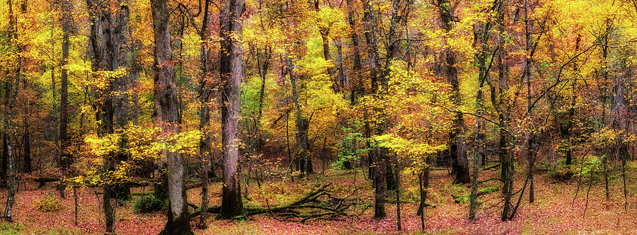 Beneath the Trees of Autumn Panorama 1122 Photograph by Dan Carmichael