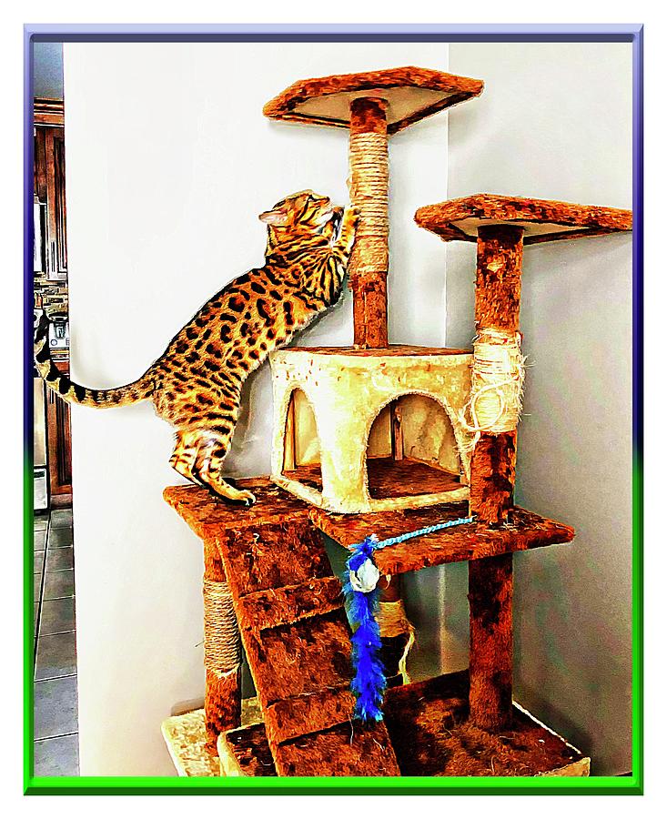 Bengal and Cat Tree Photograph by Barbara A Griffin