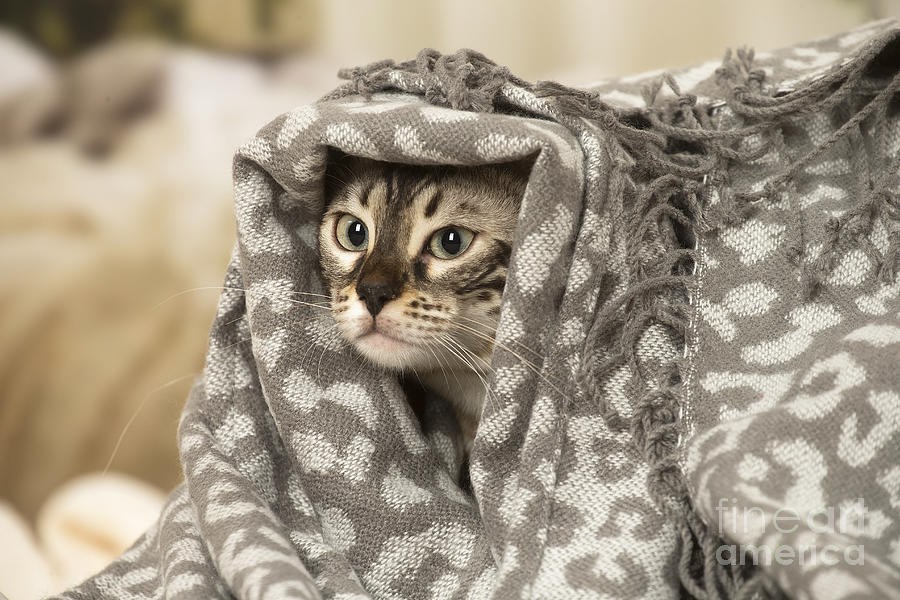 Bengal Cat indoors under blanket by Jean-Michel Labat