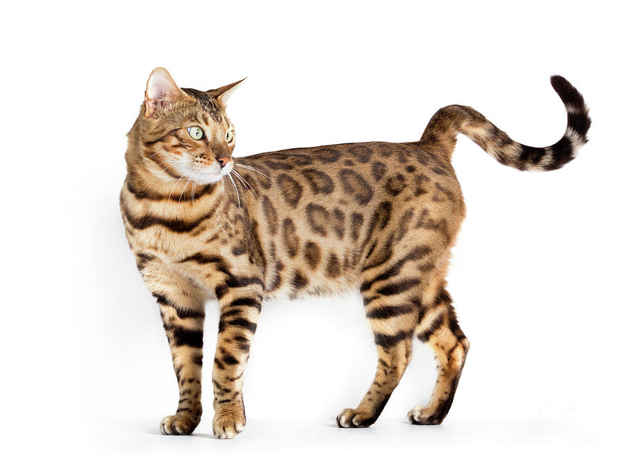 Bengal cat isolated on white background. Photograph by Michal Bednarek -  Pixels