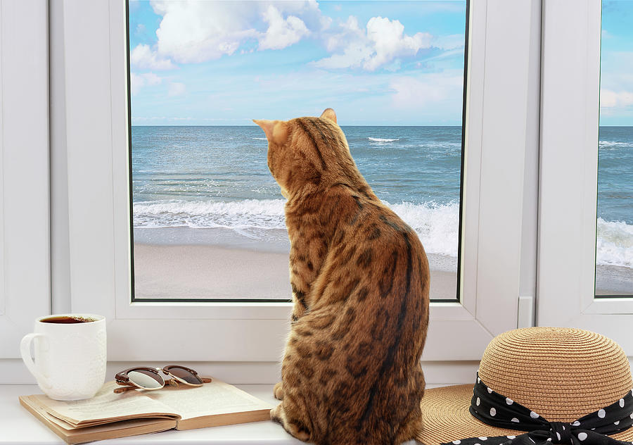 Bengal cat looks at the beach and the sea through the window Photograph ...