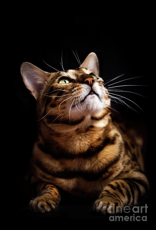 Bengal cat portrait on black background. Photograph by Michal Bednarek
