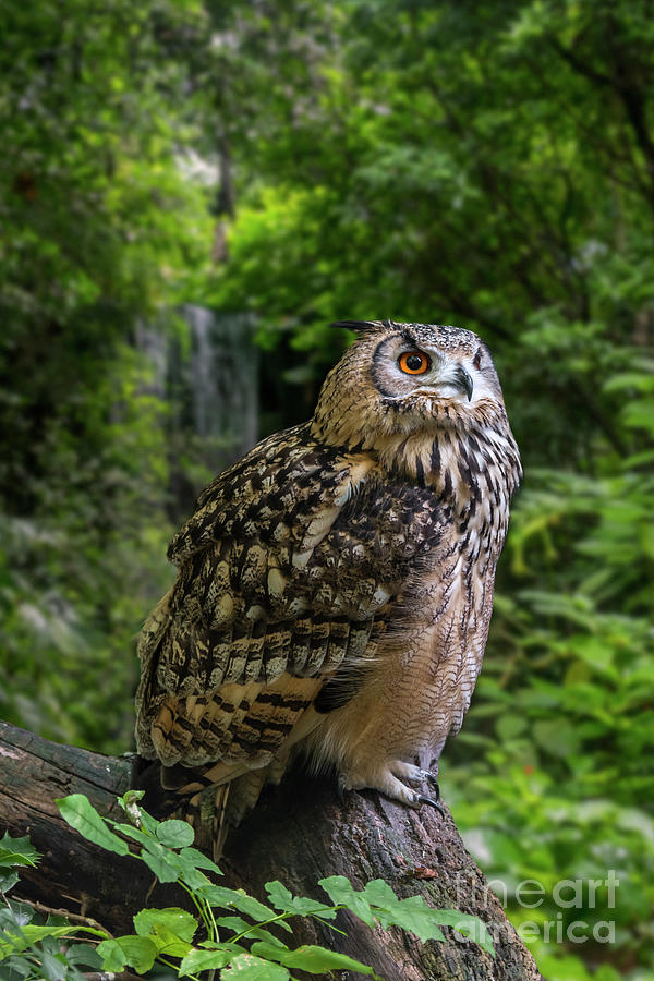 Bengal Eagle Owl Photograph by Arterra Picture Library