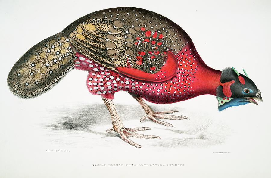Bengal Horned Pheasant Mixed Media by World Art Collective