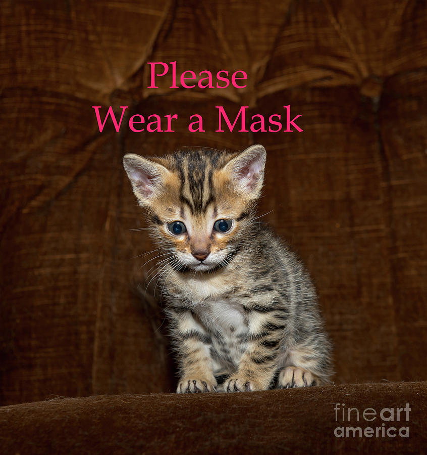Bengal Kitten - Please Wear A Mask - Designer Face Mask Photograph