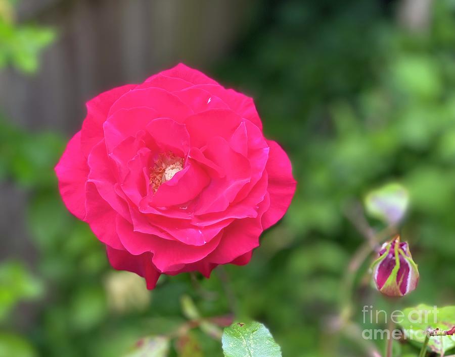 Bengal Rose Photograph by Blu Dog - Fine Art America