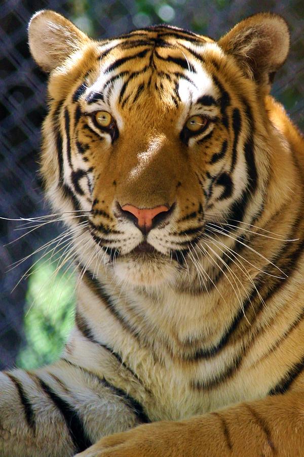 Bengal Tiger Photograph by Brittney Powers - Fine Art America