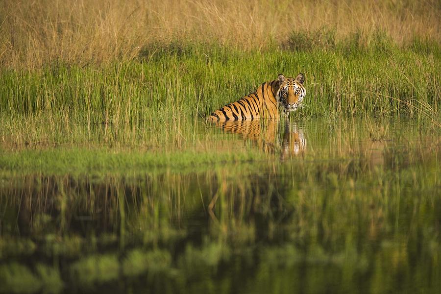 Bengal tiger by lake Photograph by Jami Tarris