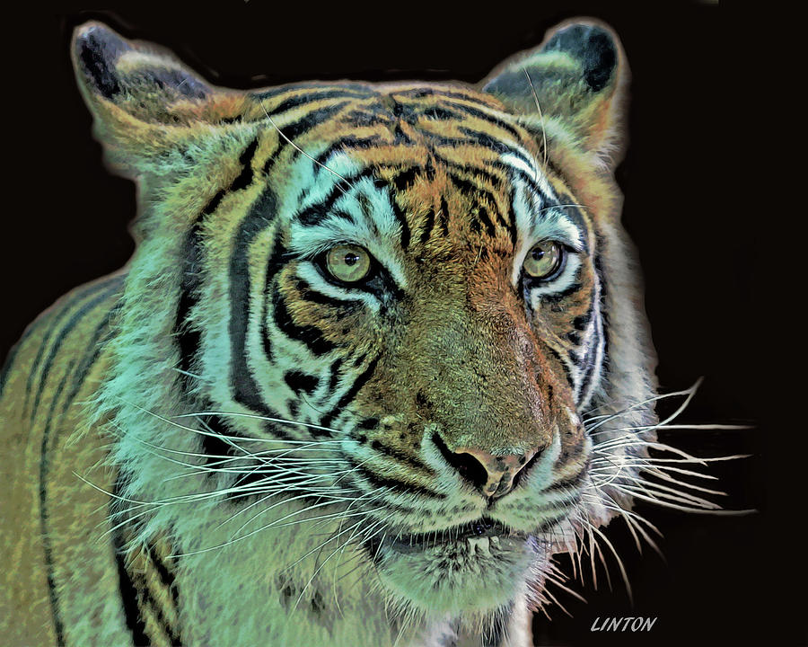 BENGAL TIGER cps  Digital Art by Larry Linton