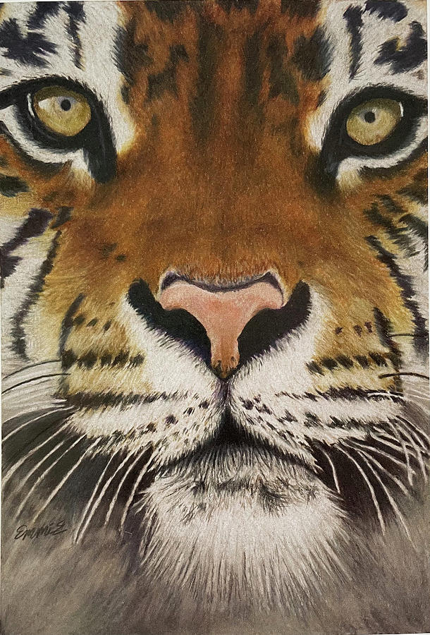 Bengal Tiger Drawing by Emmi Easton